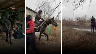 "Прийшли до зеленої трави в саме пекло". Коней з Авдіївки відвезли до Харкова: подробиці евакуації