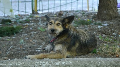 Суспільне Одеса Суспільне Одеса