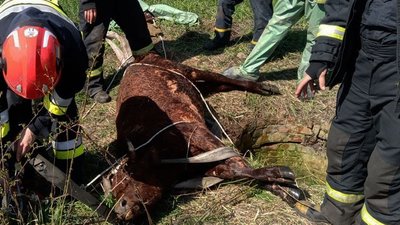 На Дніпропетровщині рятувальники витягли теля із занедбаної триметрової криниці