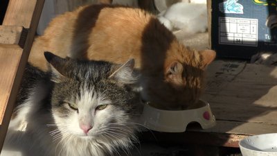 У Черкасах побільшало безпритульних котів. Як волонтери вирішують цю проблему У Черкасах побільшало безпритульних котів. Як волонтери вирішують цю проблему