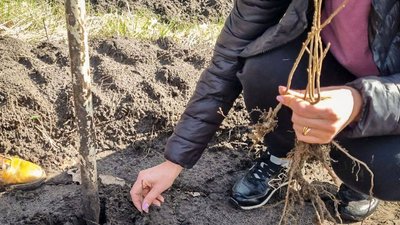 В Обухівському лісництві на Дніпропетровщині висадили 4 тисячі саджанців ялинок, дубів та кленів В Обухівському лісництві на Дніпропетровщині висадили 4 тисячі саджанців ялинок, дубів та кленів