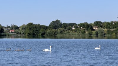 Лебеді на річці