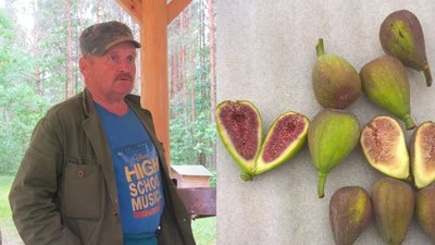 Зізіфус, клікачка периста, пасифлора: пенсіонер з Рівненщини вирощує екзотичні фрукти