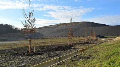 Посаджені дерева на фоні полігону