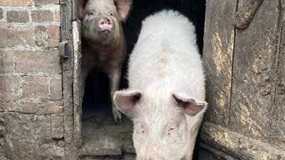 "Самим такі складно дістати": Печенізькій громаді передали корм для тварин "Самим такі складно дістати": Печенізькій громаді передали корм для тварин