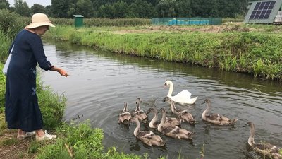 "Популяція відновлюється" - на Сумщині люди наглядають за парою лебедів і їх пташенятами