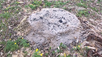 У парку на Тернопільщині незаконно вирубали понад двадцять ясенів У парку на Тернопільщині незаконно вирубали понад двадцять ясенів