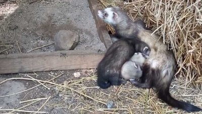 "Почувають себе добре та мають грайливий характер": в Одеському зоопарку народилися тхори