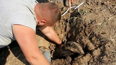 Борсучиха, яку врятували на Одещині, втекла від екологів Борсучиха, яку врятували на Одещині, втекла від екологів