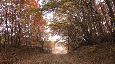 Село Корчунок на Франківщині: 15 років самотності