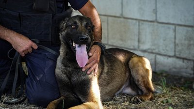 Мінно-пошукова собака з Сумщини Арні розміновує території Миколаївщини Мінно-пошукова собака з Сумщини Арні розміновує території Миколаївщини