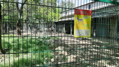 У Миколаївському зоопарку поповнення: народилося зебреня