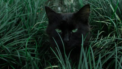 Коти проти собак: кого українці заводять частіше — опитування