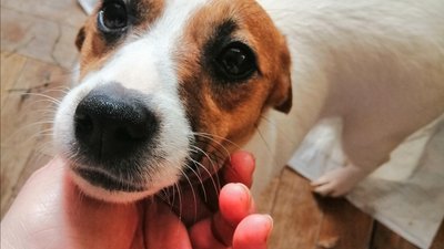Тернополянки взяли на перетримку собак, яких люди возять із центральної України Тернополянки взяли на перетримку собак, яких люди возять із центральної України