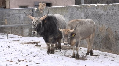 Як зимують тварини в Одеського зоопарку Як зимують тварини в Одеського зоопарку