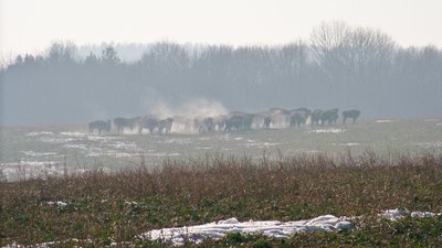 на Вінниччині розпочався щорічний підрахунок диких тварин на Вінниччині розпочався щорічний підрахунок диких тварин