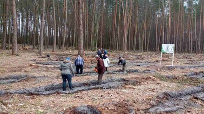 Озеленення планети: на Рівненщині за день висадили близько 300 тисяч дерев