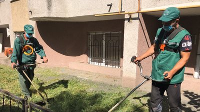 В Одесі передчасно зацвіла амброзія: як знищують рослину-алерген