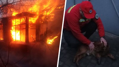 топ врятованих тварин