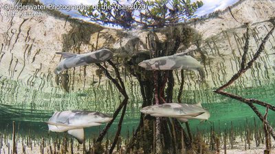 фото підводного світу
