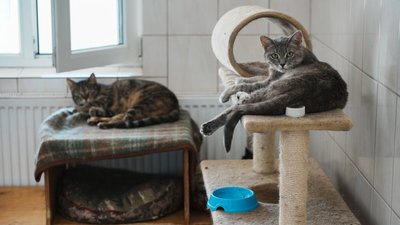 Коти, Центр поводження з тваринами, Харків