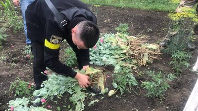 Дніпропетровщина: на присадибній ділянці поліцейські виявили насадження снодійного маку