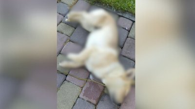 У Черкасах поліція перевіряє факти отруєння собак