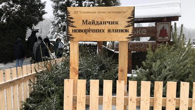 Сосни, ялинки, ялівці: скільки дерев для продажу на свята заготували лісгоспи Рівненщини