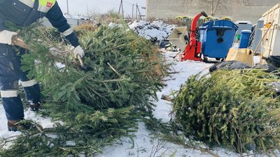 Забирають і в кінці лютого: як утилізують ялинки на сміттєвих майданчиках Ужгорода