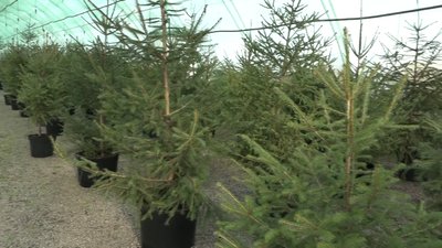 У Житомирі відкрився ялинковий базар: асортимент та ціни У Житомирі відкрився ялинковий базар: асортимент та ціни