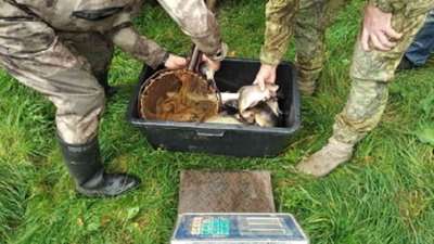 Білий амур та короп оселилися у волинському озері Білий амур та короп оселилися у волинському озері