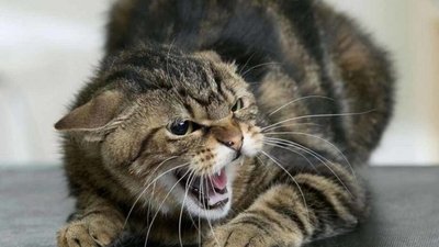 Сказ у кота