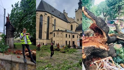 У Львові буревій пошкодив п'ять історичних дерев