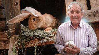 Породу кроликів бельгійський фландр розводить рівнянин Ростислав Назарчук