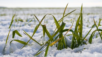 Січневі морози та озимі культури: на Запоріжжі через негоду можлива втрата частини врожаю Січневі морози та озимі культури: на Запоріжжі через негоду можлива втрата частини врожаю