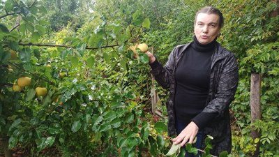 Американська папайя і хурма. У Кропивницькому подружжя виростили сад, в якому 800 видів фруктів і ягід Американська папайя і хурма. У Кропивницькому подружжя виростили сад, в якому 800 видів фруктів і ягід