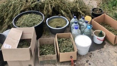 На Херсонщині поліцейські виявили незаконні наркоплантації марихуани на суму близько 1 млн грн На Херсонщині поліцейські виявили незаконні наркоплантації марихуани на суму близько 1 млн грн