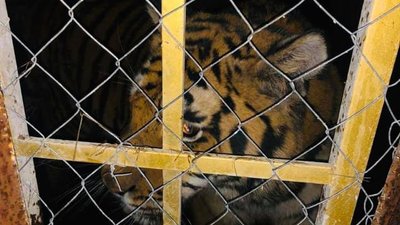У Києві врятували шістьох тигрів У Києві врятували шістьох тигрів