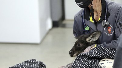 У США поліцейські, пожежники та рибалки дві години ловили кенгуру, який втік від господаря У США поліцейські, пожежники та рибалки дві години ловили кенгуру, який втік від господаря