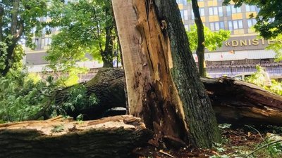 У Львові буревій пошкодив п'ять історичних дерев У Львові буревій пошкодив п'ять історичних дерев