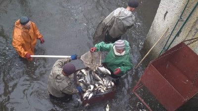 Понад 600 тисяч мальків риби випустили у Каховське водосховище на Херсонщині