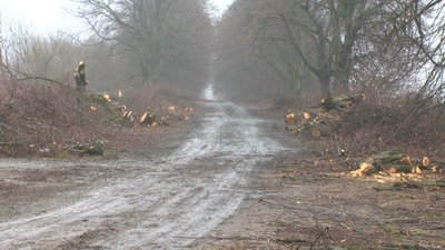 На Хмельниччині зрізають трьохсотрічні липи, що ростуть обабіч дороги. Для чого і хто проти