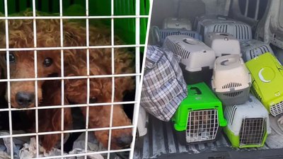 З тимчасово окупованих районів Харківщини 5 вересня евакуювали понад 750 людей та 30 тварин — Верещук