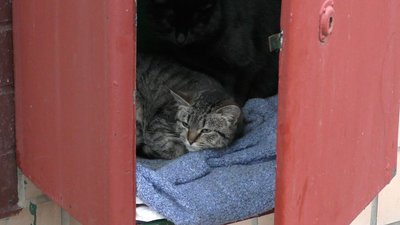 У Черкасах побільшало безпритульних котів. Як волонтери вирішують цю проблему У Черкасах побільшало безпритульних котів. Як волонтери вирішують цю проблему