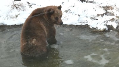 ведмеді ведмеді