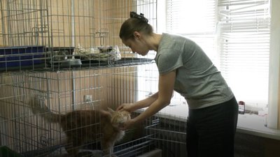 Рудий мейн кун на прізвисько Барік. У Дніпрі лікують кота-переселенця з Харкова