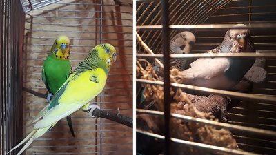 У ветлікаря з Кропивницького живуть птахи-переселенці та птахи, знайдені військовими У ветлікаря з Кропивницького живуть птахи-переселенці та птахи, знайдені військовими