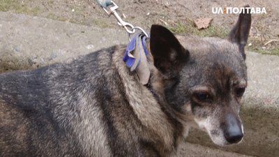 Пес Марії Голобородько Пес Марії Голобородько