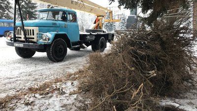Всохлий самшит на меморіальному комплексі "Вічна слава" Всохлий самшит на меморіальному комплексі "Вічна слава"