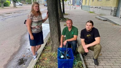 У Житомирі лікують каштани